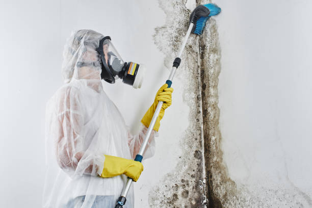 Best DIY Mold Remediation Support Services in Bartow, FL