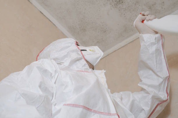 Best Attic Mold Remediation in Bartow, FL